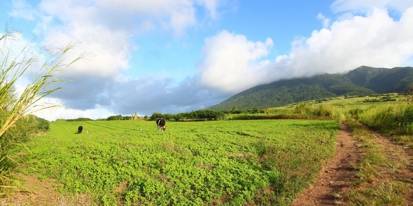 圣基特的田野