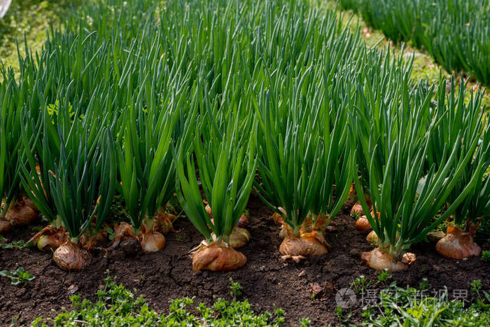 洋葱种植在温室中的特写选择性聚焦