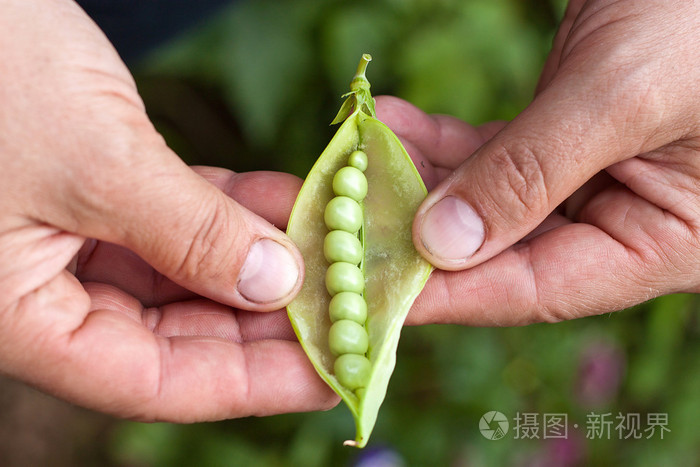 手里拿着裂开的豌豆荚
