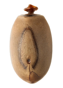 目的卵, Phryganistria heusii, 5.8 毫米, 离生