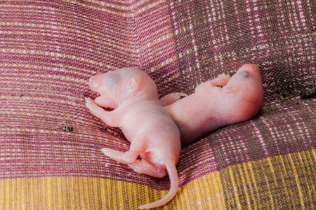 第一张网红鼠宝宝图片