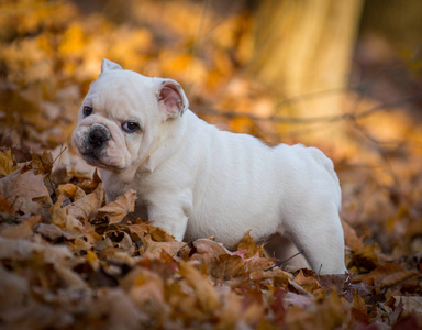 小狗在外面玩，在秋天
