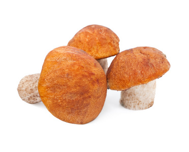 可食用的蘑菇球形帽图片