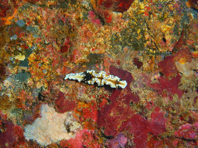 真正的海蛞蝓，菲律宾吕宋岛，阿尼洛