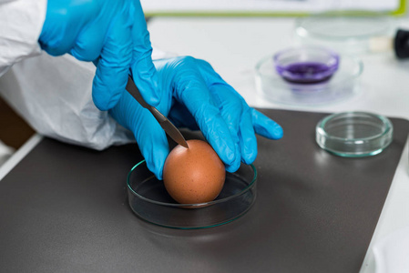 实验室鸡蛋质量控制专家检验图片