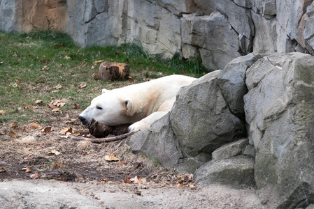 动物园中的大白北极熊