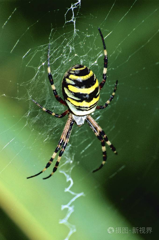 黄蜂蜘蛛特写(argiope bruennichi)