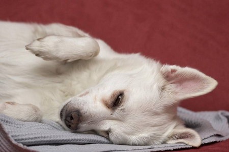 俏皮的博美奇瓦瓦杂交犬图片