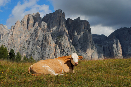 棕色的牛躺在草地上，有阿尔卑斯山的背景