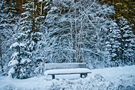 雪山树下的雪凳图片