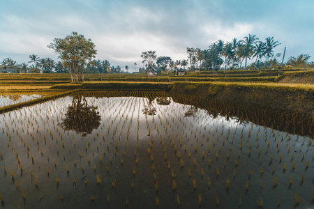 米梯田在黎明, 印度尼西亚。柔和的焦点风景与棕榈树在早晨光。巴厘岛日出时间