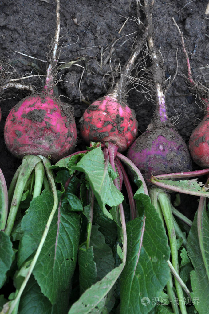 从地里的萝卜红冬