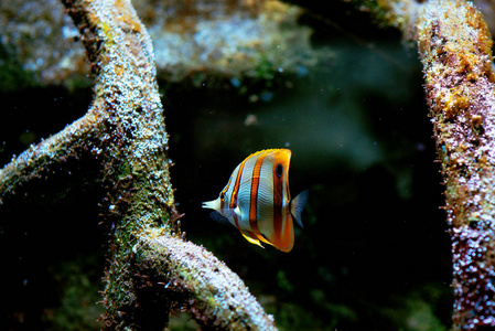 五颜六色的热带鱼和 coralls 水下在水族馆