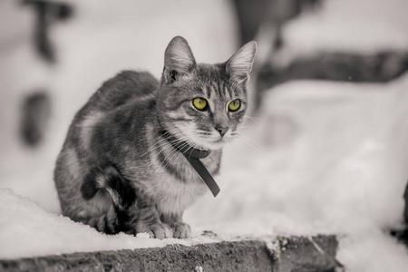 灰色的猫, 绿色的眼睛为一个下雪的一天肖像