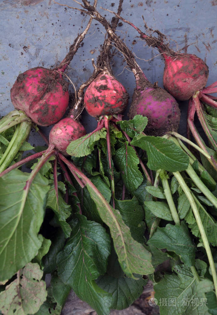 从地里的萝卜红冬