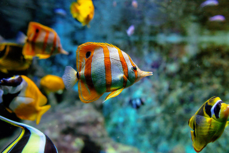 五颜六色的热带鱼和 coralls 水下在水族馆