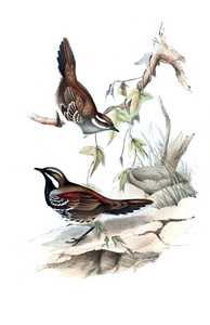 鸟的例证。澳大利亚的鸟类, 补充。1848
