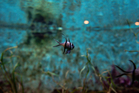 美丽的 Banggai cardinalfish Pterapogon kauderni 水下在水族馆