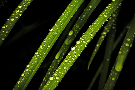 雨后滴在草地上