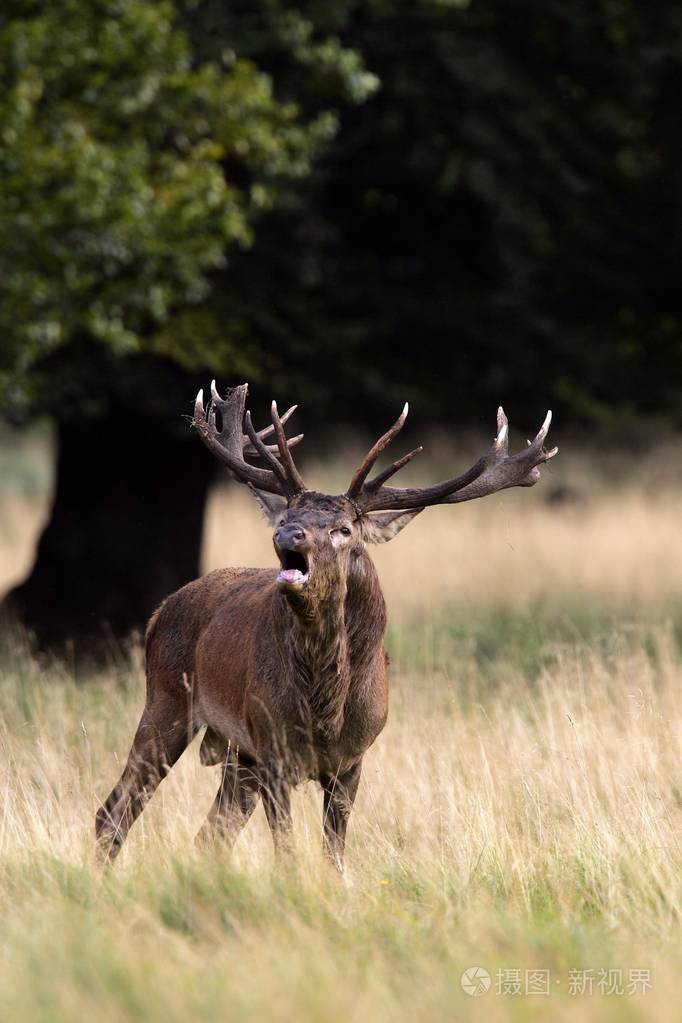 贝红鹿在发情期马鹿在田野雄鹿马鹿