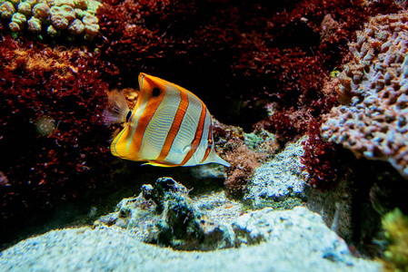 五颜六色的热带鱼和 coralls 水下在水族馆