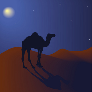 夜间沙漠中的骆驼矢量