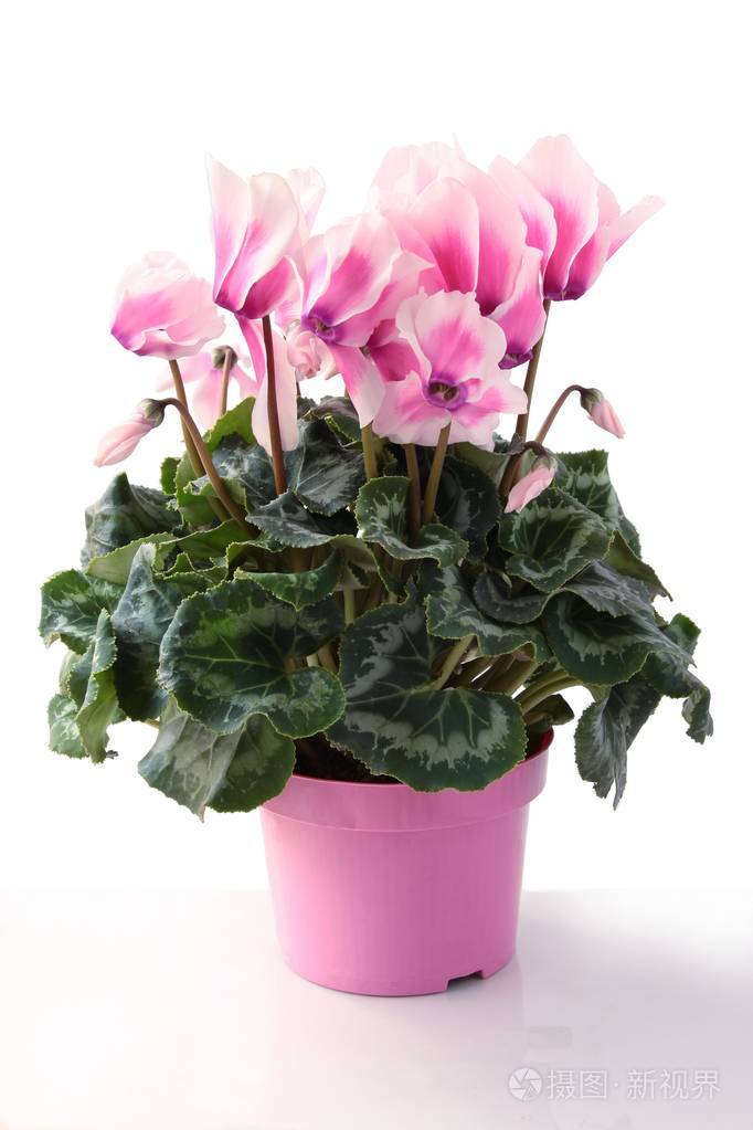 仙客来盆栽植物粉红色花