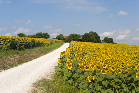 意大利乡村道路和向日葵