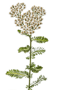 蓍的花, 蓍 millefolium, 白色隔离