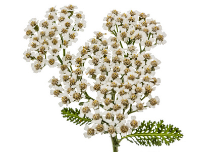 蓍的花, 蓍 millefolium, 白色隔离