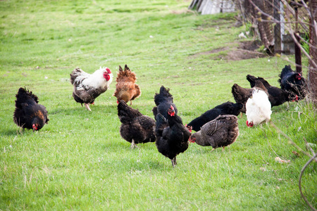 公鸡和鸡在绿色的草地上吃草