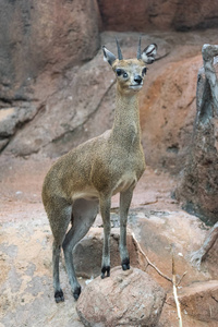 城市动物园里的小 klipspringer