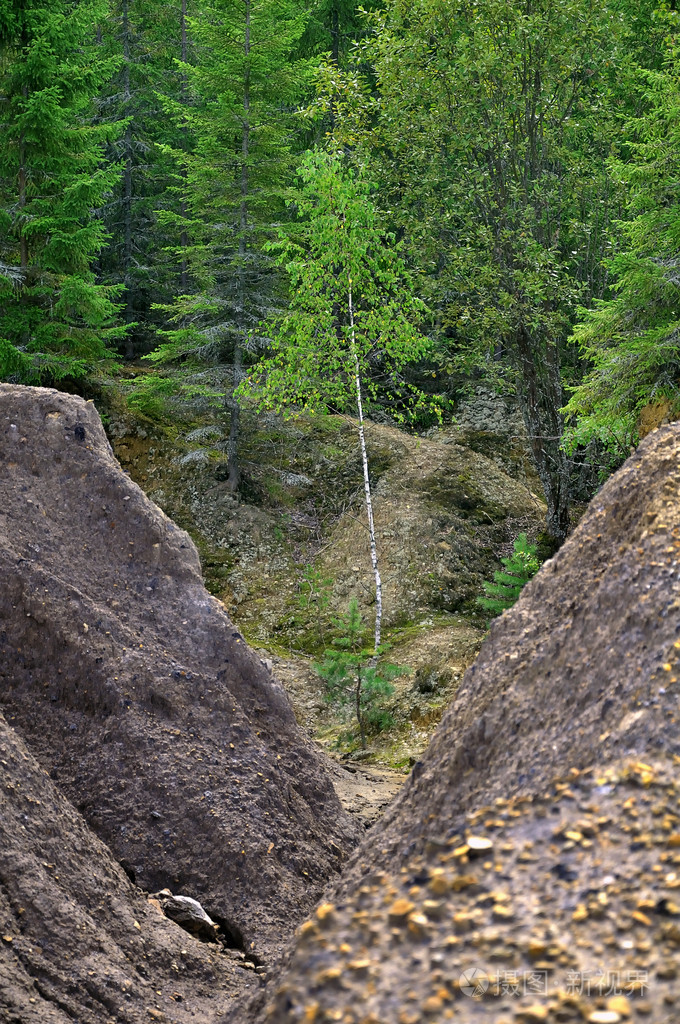 山沟里的幼桦树