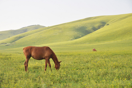 马在田野上