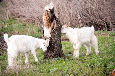 两只小山羊在一棵树附近吃草
