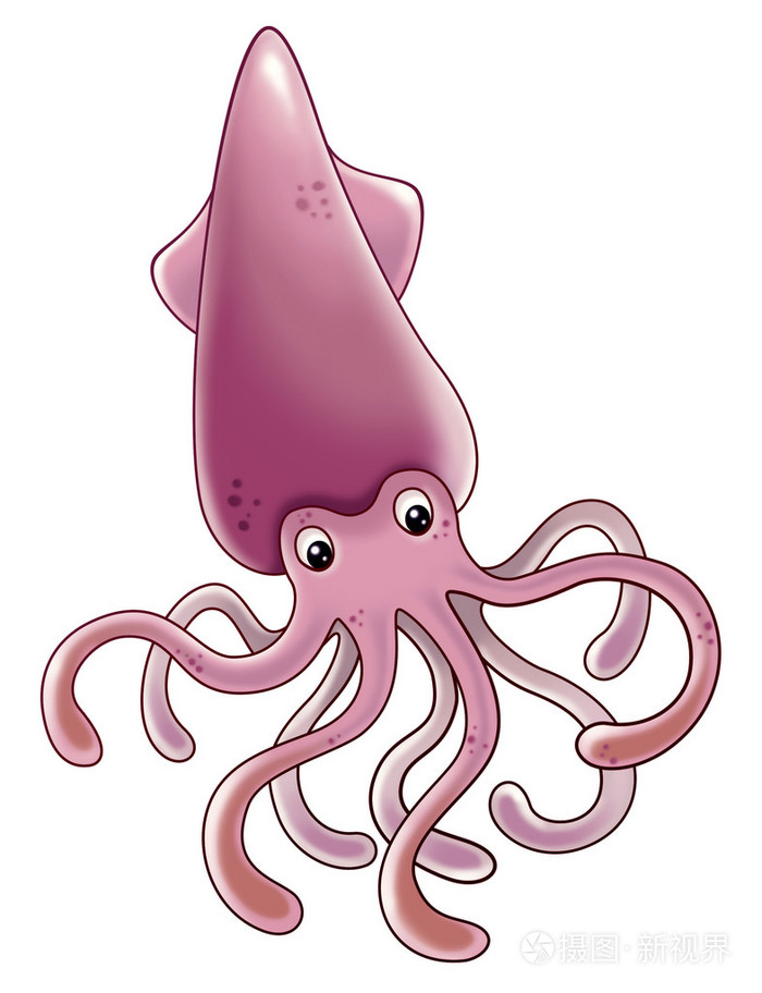 乌贼,墨鱼 鱿鱼