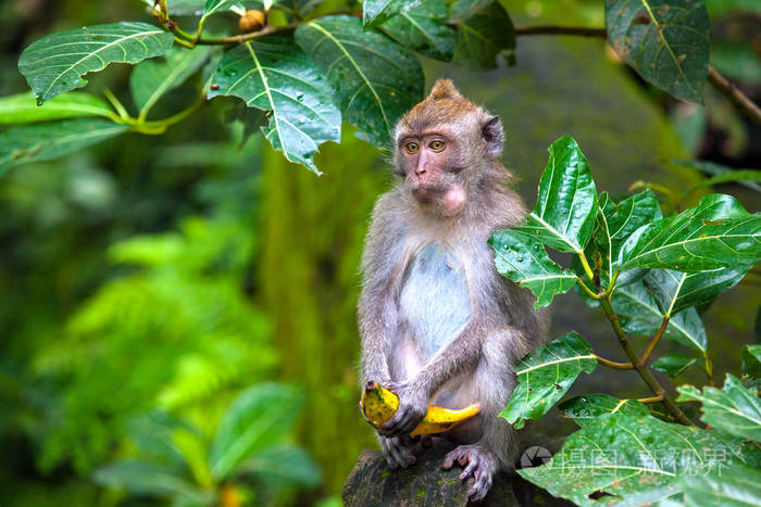 可爱的猴子生活在乌布猴森林, 巴厘岛, 印度尼西亚