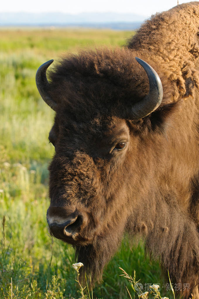 北美野牛的特写