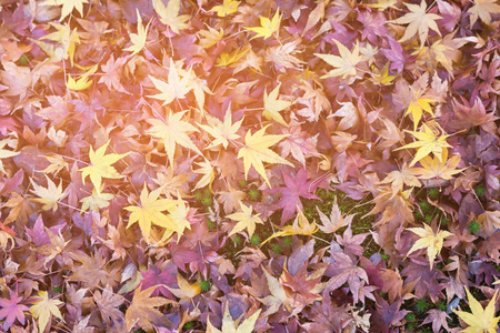 秋季枫叶在地上, 自然景观背景