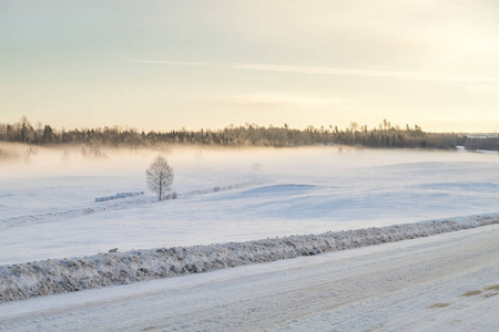 白色的冬天, 雾和树木。寂静而晴朗的早晨。2012