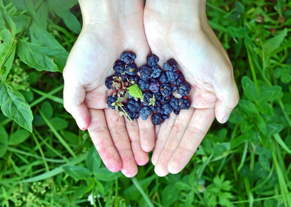 黑莓Rubus在手