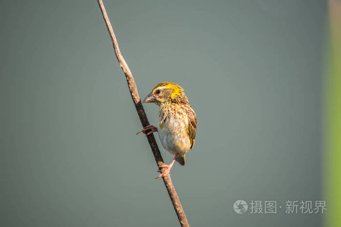 鸟有条纹的织布在自然野生的树上