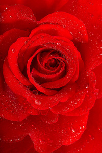 红玫瑰花带水滴假日贺卡概念