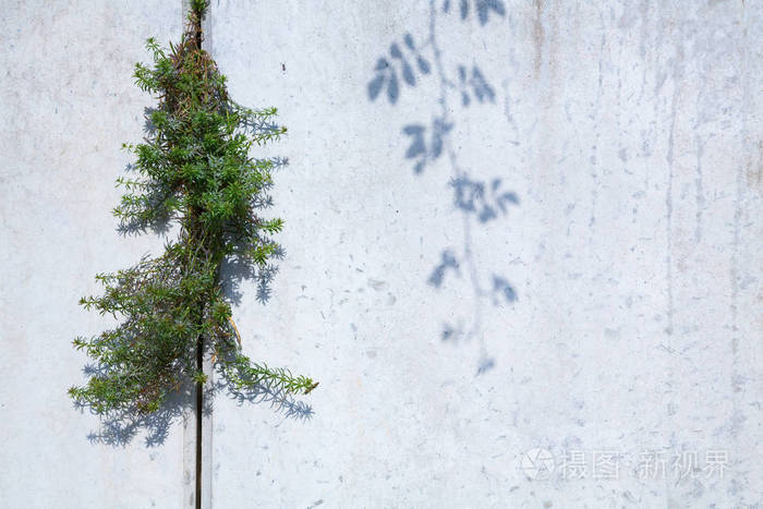 混凝土墙和植物