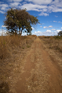 有树的赞比亚土路