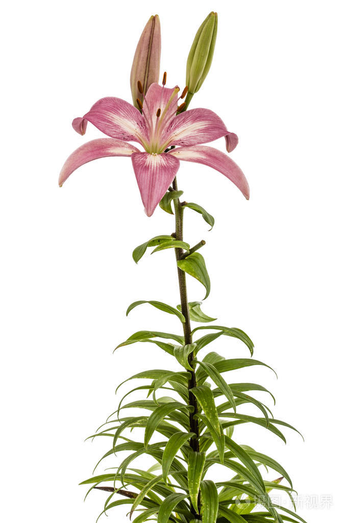 粉红色百合花在白色背景隔离