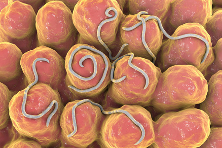 肠道寄生虫线虫蛲照片