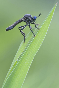 紫罗兰黑腿强盗飞行 Dioctria 林莺, Haren, Emsland 地区, 下萨克森, 德国, 欧洲