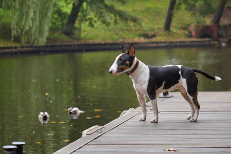 公牛梗小狗在一个木码头在湖, 拷贝空间, 细节以选择的焦点和狭窄的领域深度