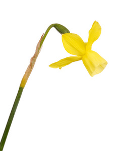 茎和花的一朵黄色的水仙花花